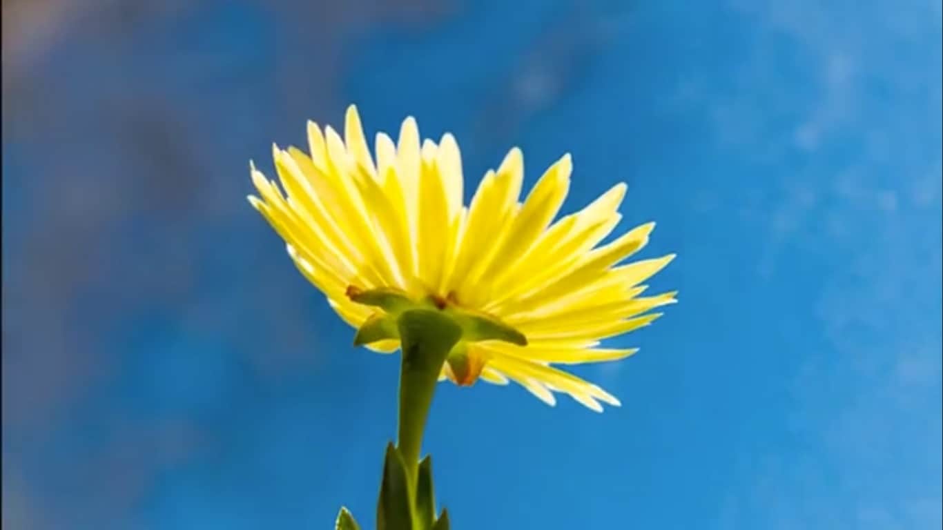 En Tiempos de Bichos … ¿Qué Persona Surgió de Tu Ser?